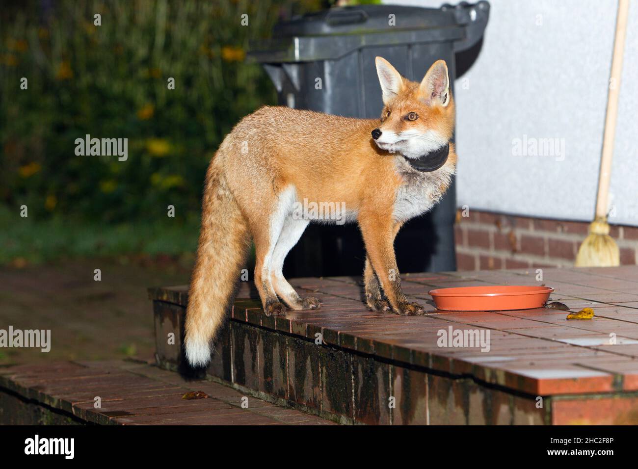 European Red Fox, (Vulpus vulpus), avec pot de plante autour du cou, debout à côté de plat alimentaire, devant la nourriture mise pour lui, Basse-Saxe, Allemagne Banque D'Images