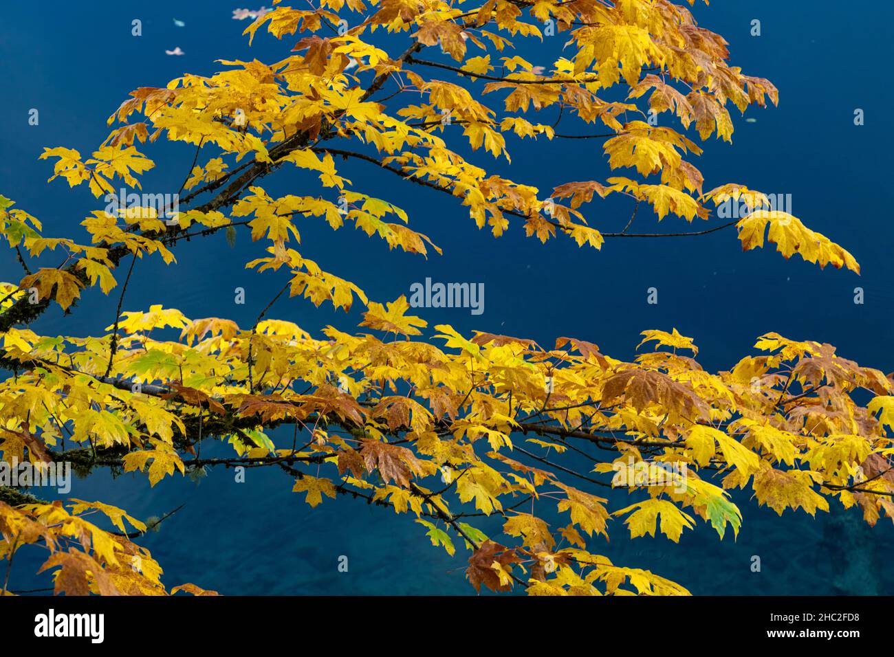 Couleur d'automne dans la forêt le long des ruisseaux de la péninsule olympique de l'État de Washington, États-Unis Banque D'Images