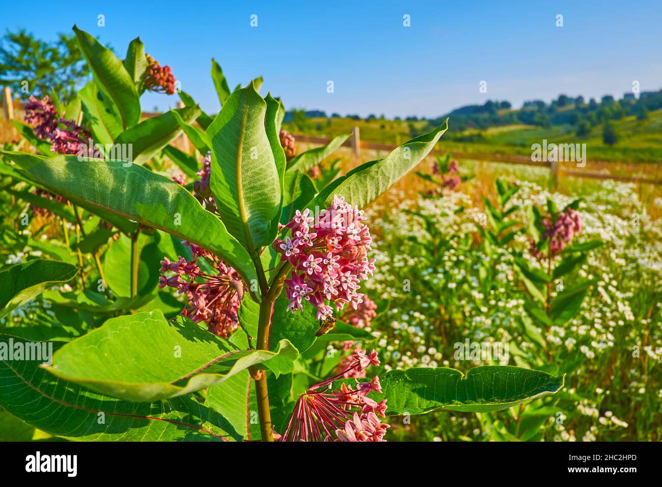 L'herbe à soie (l'herbe à lait, la fleur de papillon) plante avec de petites fleurs roses et une abeille dans le pré Banque D'Images