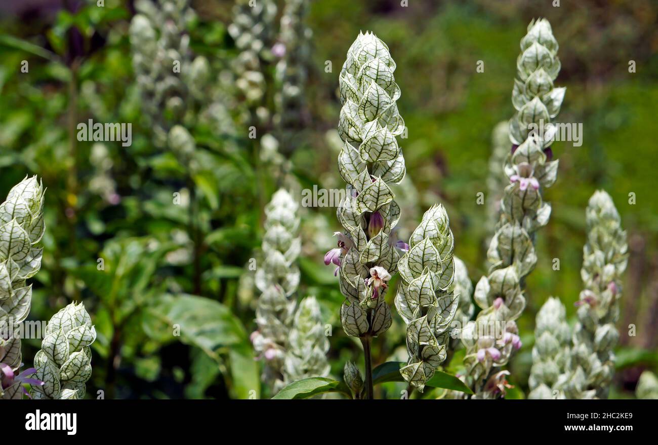 Queue d'écureuil ou fleurs de panache en papier (Justicia betonica) Banque D'Images