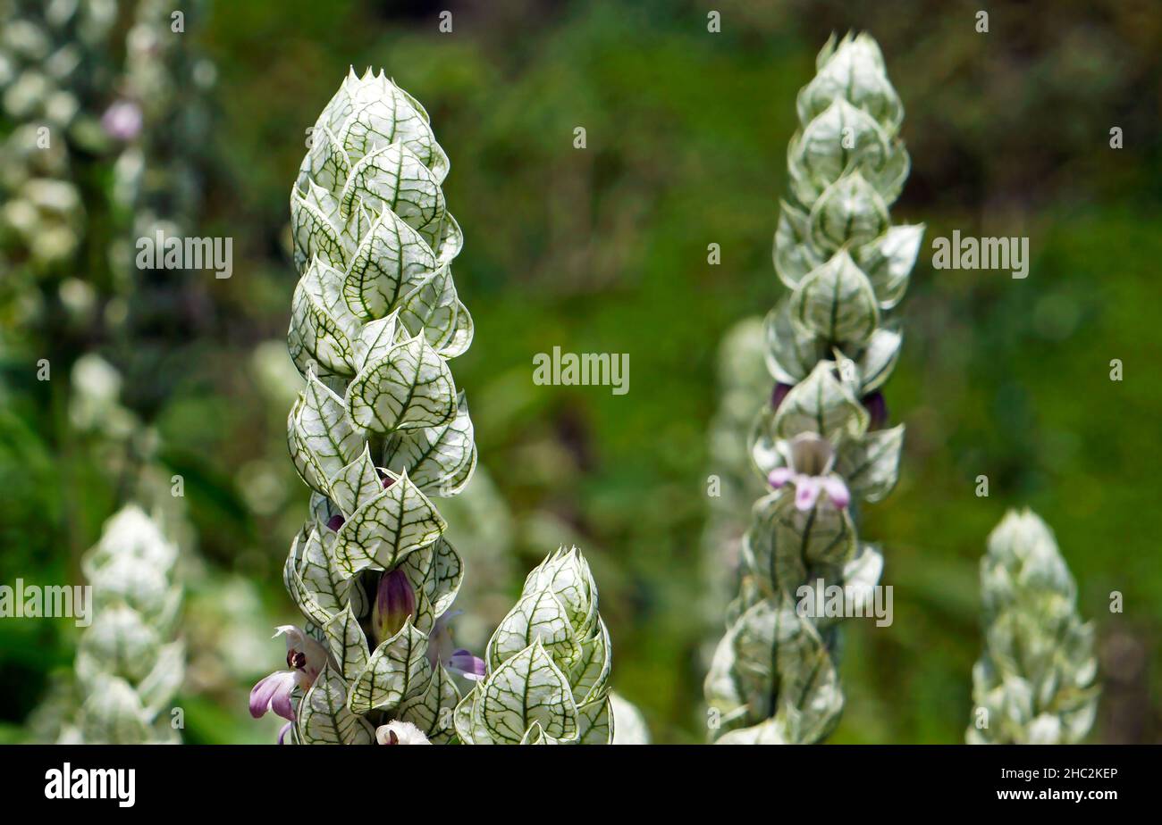Queue d'écureuil ou fleurs de panache en papier (Justicia betonica) Banque D'Images