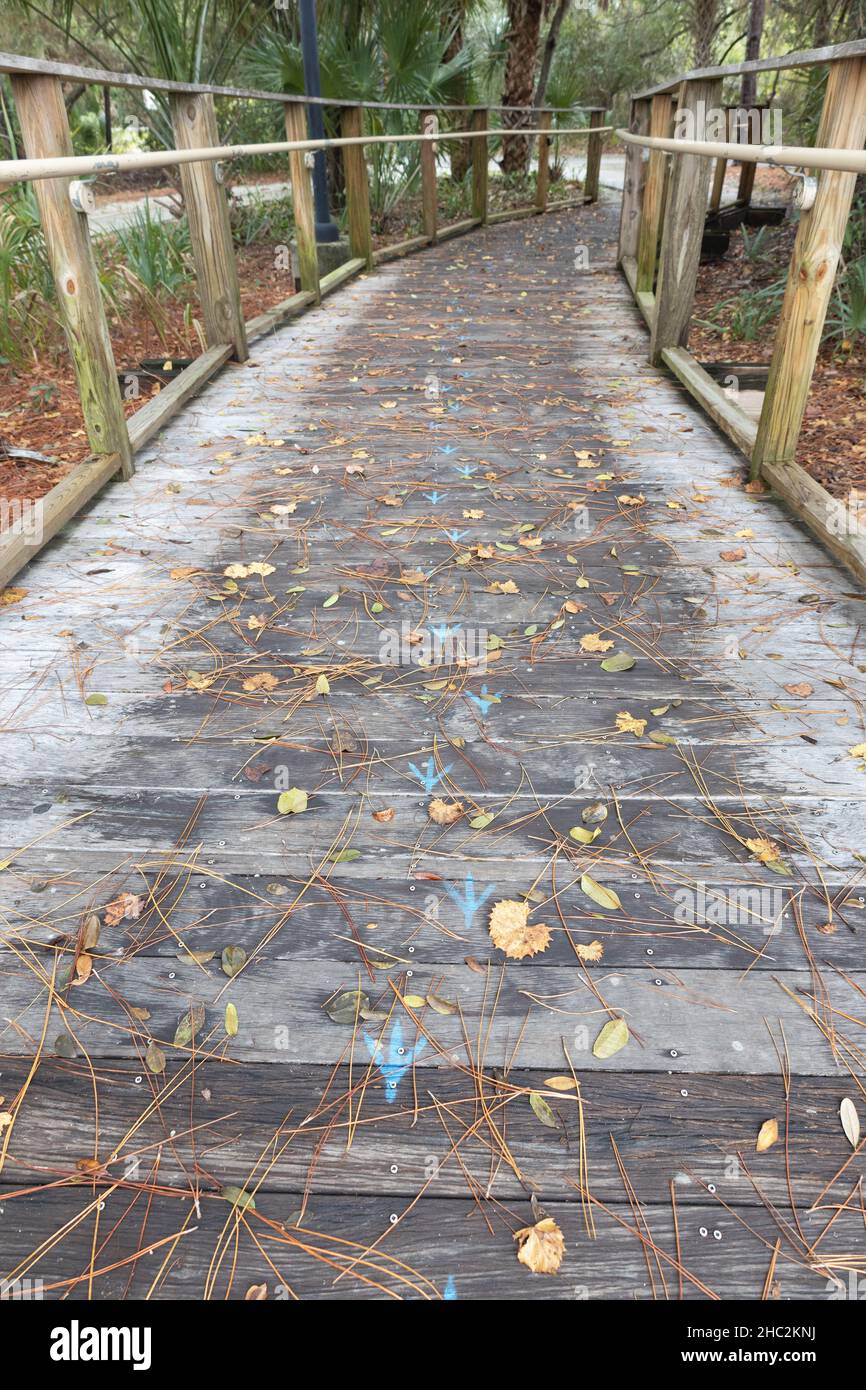 Un passage en bois à la réserve de Weedon Island à Saint-Pétersbourg, en Floride, vu depuis la tour d'observation. Banque D'Images