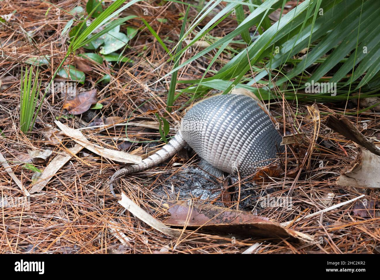 Un armadillo, à la réserve de Weedon Island à Saint-Pétersbourg, Floride. Banque D'Images