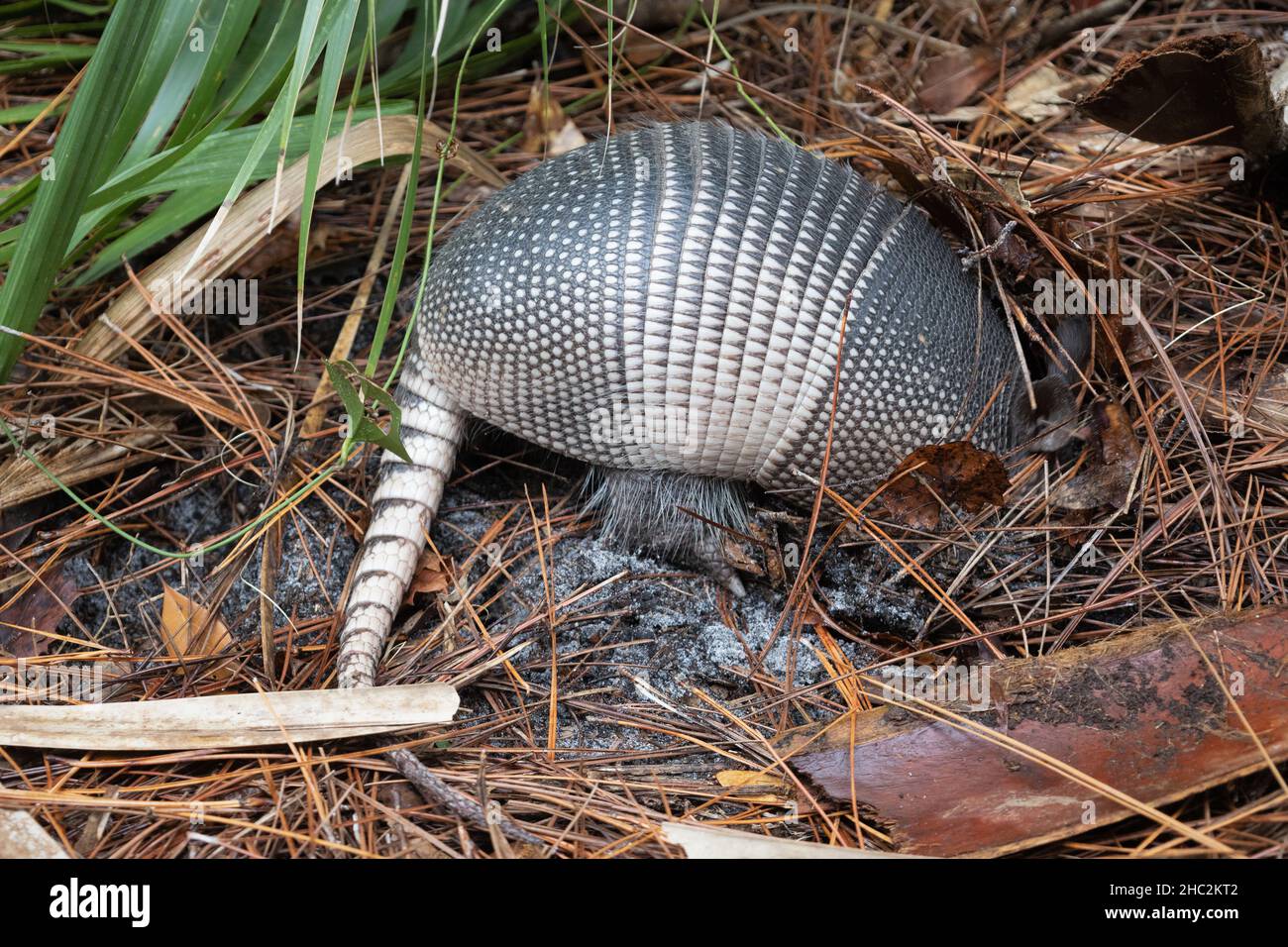 Un armadillo, à la réserve de Weedon Island à Saint-Pétersbourg, Floride. Banque D'Images