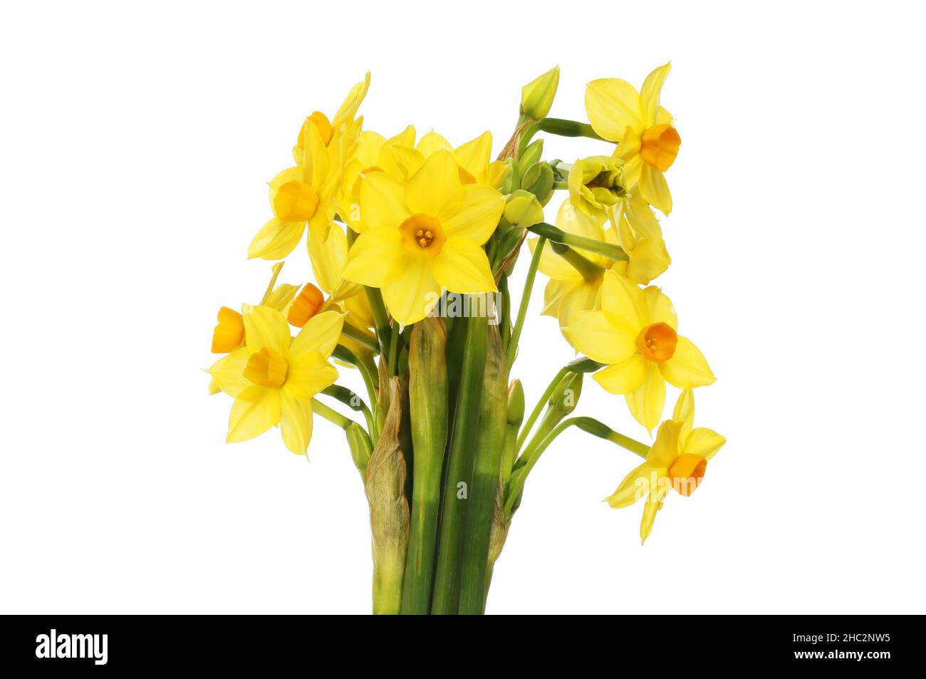 Bouquet de fleurs de narcisse isolées contre le blanc Banque D'Images
