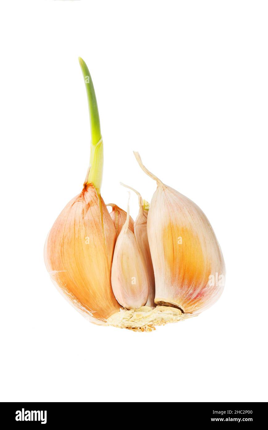 Sprouting garlic bulb isolés contre white Banque D'Images