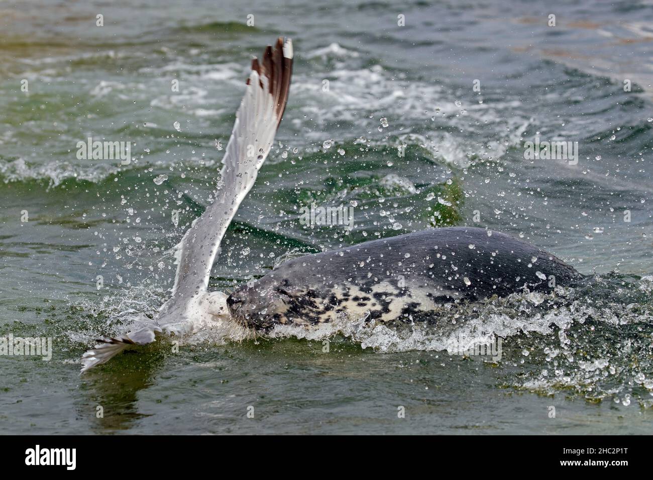 Phoque gris vivicile (Halichoerus grypus) attaquant/mordant le Goéland argenté européen (Larus argentatus) pour avoir volé sa proie de poisson en nageant en mer Banque D'Images