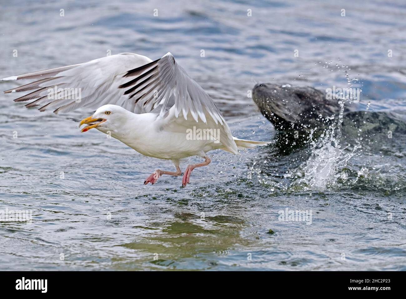 Goéland argenté européen (Larus argentatus) voler / attraper des poissons proies loin de l'embouchure du phoque gris (Halichoerus grypus) nageant en mer Banque D'Images