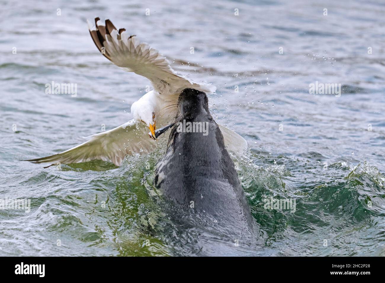 Goéland argenté européen (Larus argentatus) voler / attraper des poissons proies loin de l'embouchure du phoque gris (Halichoerus grypus) nageant en mer Banque D'Images