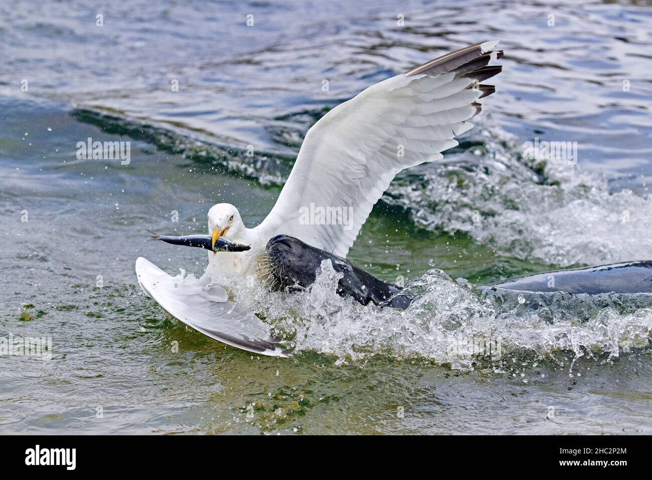 Goéland argenté européen (Larus argentatus) voler / attraper des poissons proies loin de l'embouchure du phoque gris (Halichoerus grypus) nageant en mer Banque D'Images