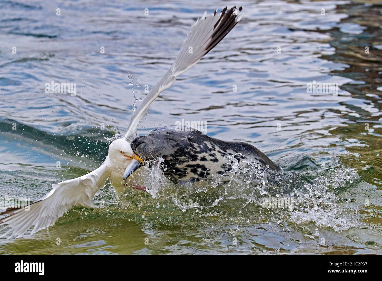 Goéland argenté européen (Larus argentatus) voler / attraper des poissons proies loin de l'embouchure du phoque gris (Halichoerus grypus) nageant en mer Banque D'Images