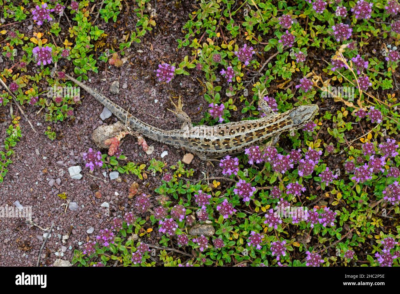 Lizard de sable (Lacerta agilis) femelle fourrager parmi le thym à feuilles larges / thym citron (Thymus pulegioides) en fleur dans la lande en été Banque D'Images