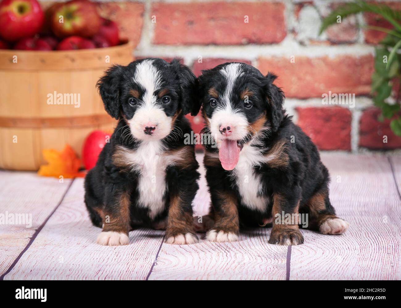 Deux chiots bernedoodle tricolores assis devant un mur de briques.Pommes dans le panier en arrière-plan. Banque D'Images