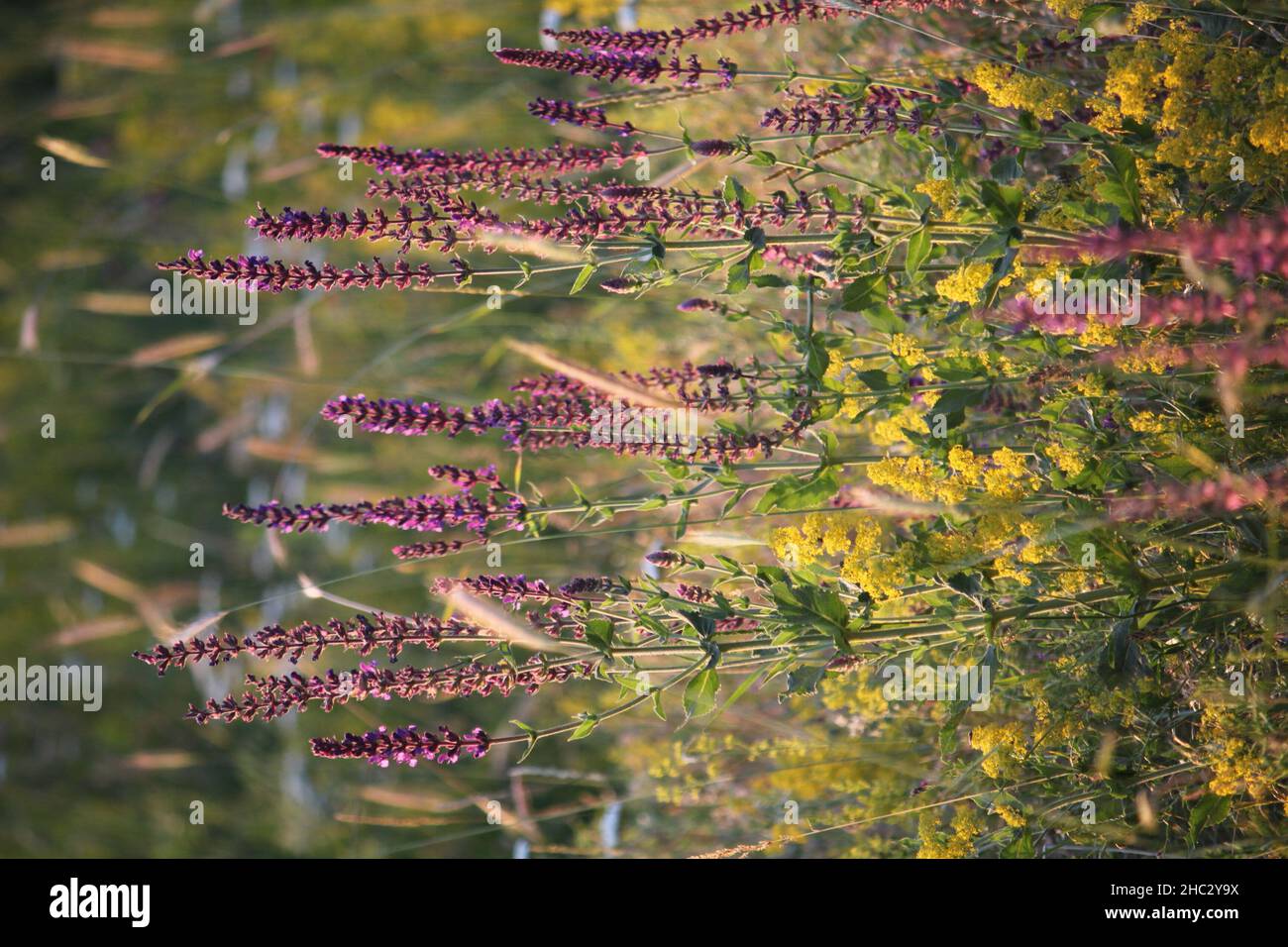 Fleurs roses Banque D'Images