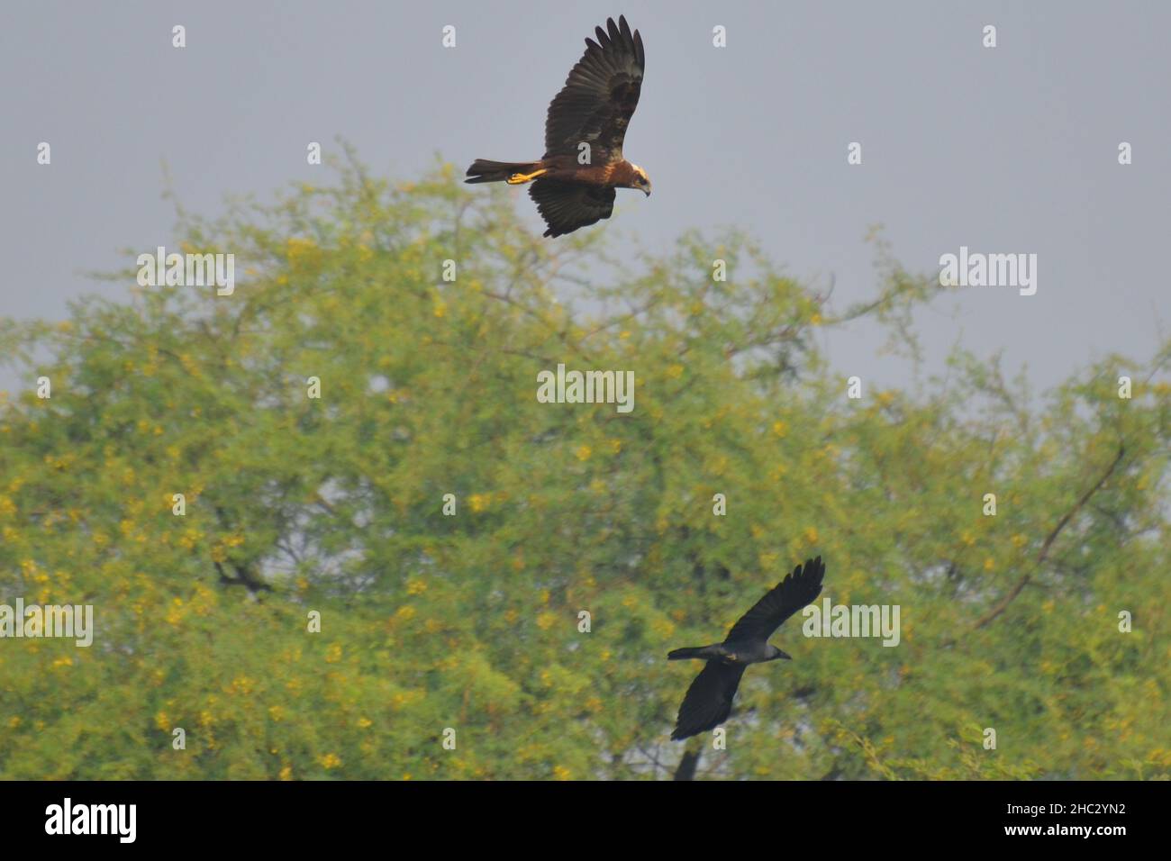 Le harrier de Marsh est à la recherche d'un jackdaw Banque D'Images