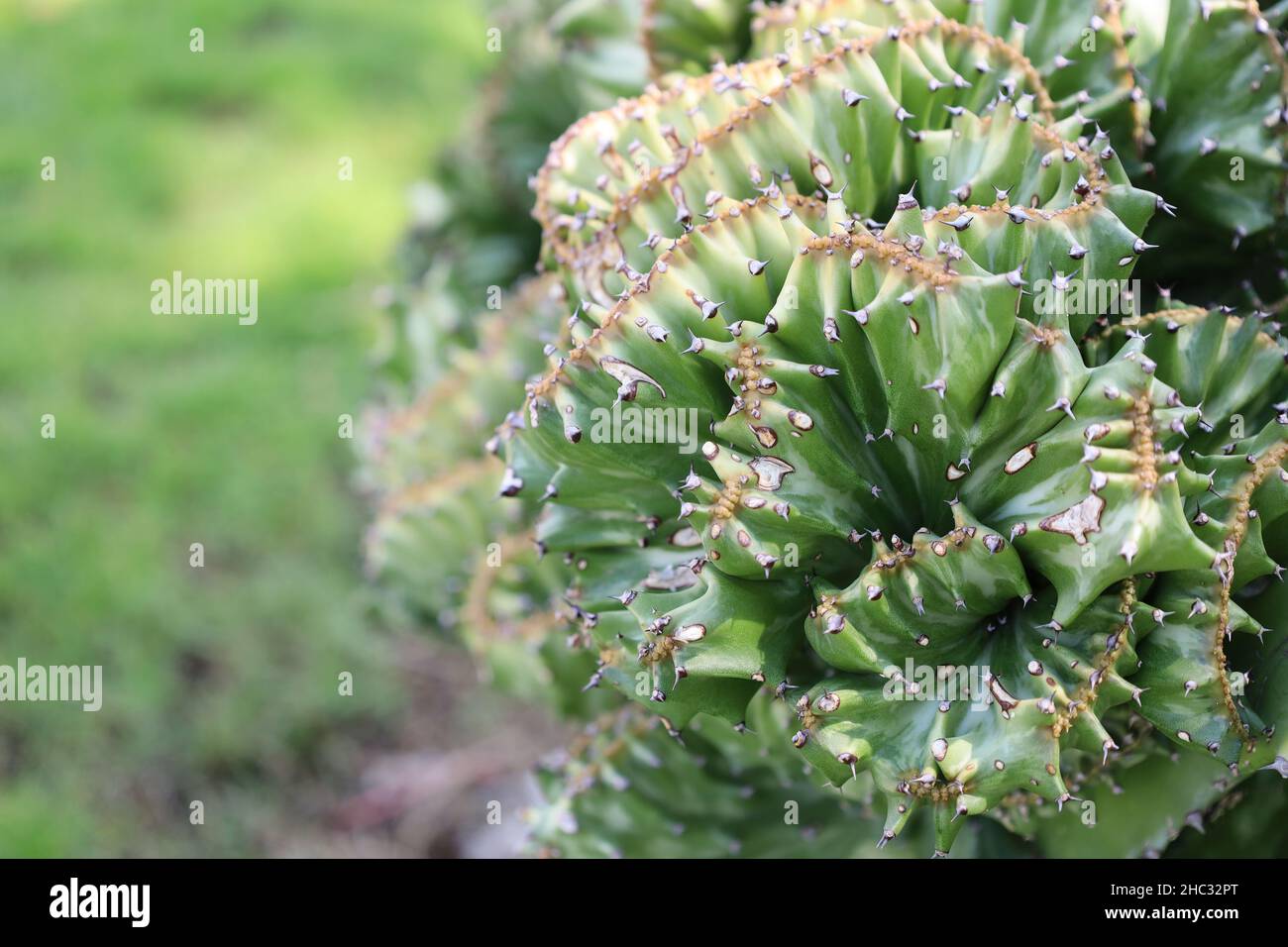 Lathé vert d'euphorbia. Magnifique cactus vert corail. Gros plan sur des plantes succulentes sur un arrière-plan flou. Spherte Euphorbia lactea cristata. Intéressant Banque D'Images