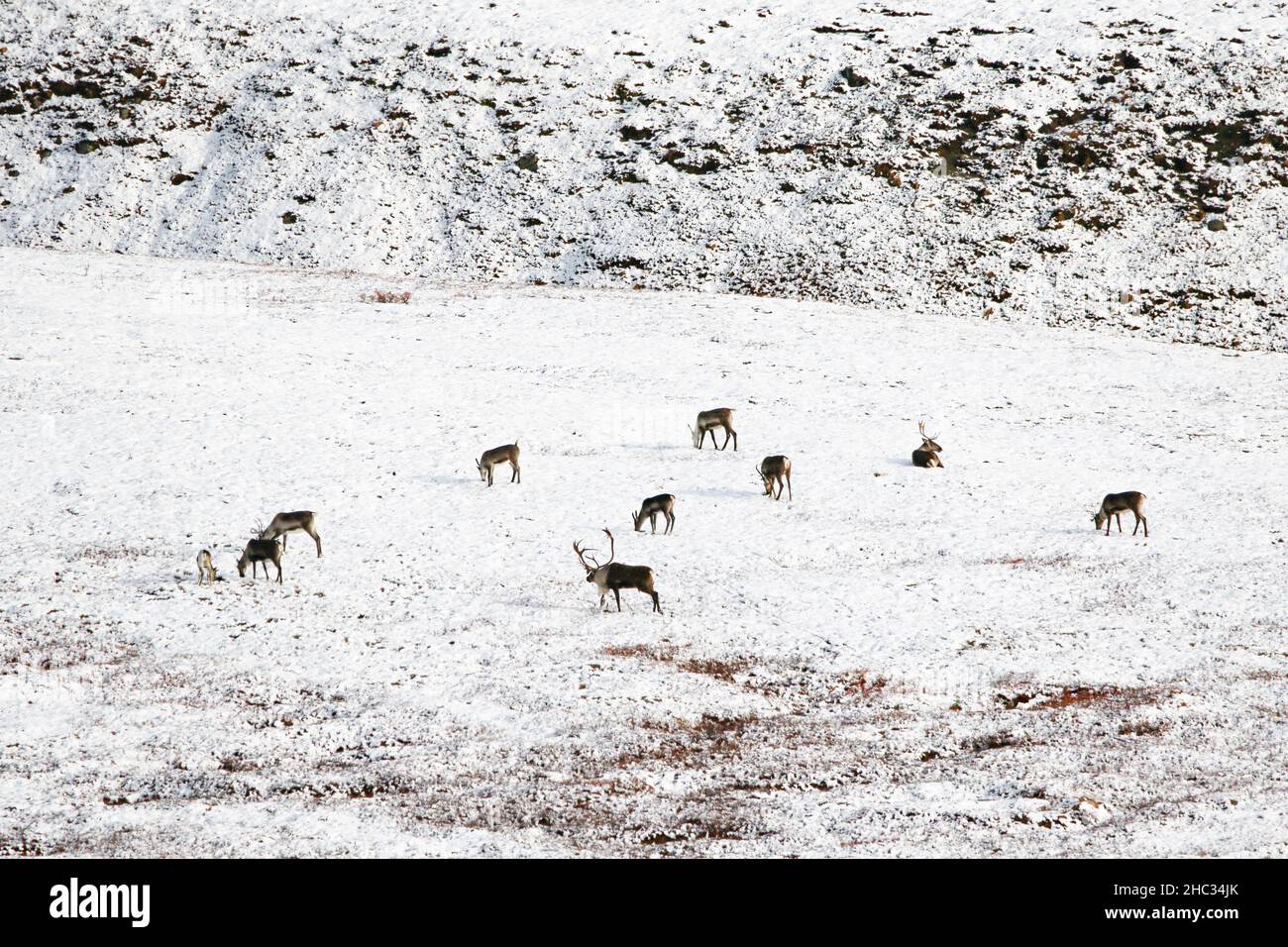 Troupeau de caribous près du centre d'accueil d'Eielson, dans le parc national Denali, en Alaska Banque D'Images