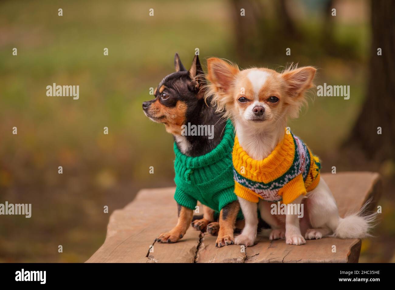 Deux chiens Chihuahua regardent dans des directions différentes.Chiens en vêtements  pour une promenade.Animaux Photo Stock - Alamy