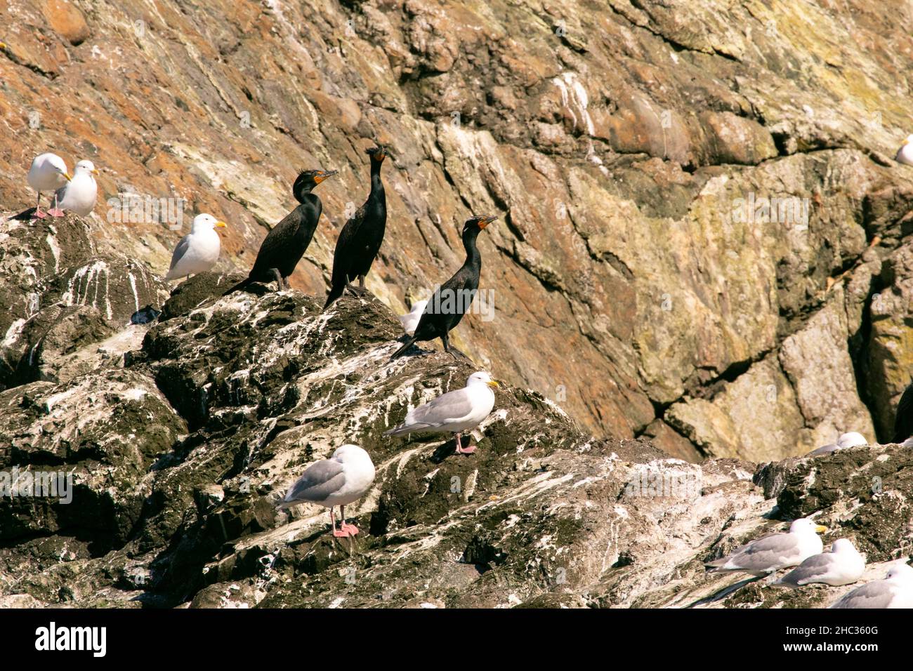 Trois cormorans pélagiques communs et des goélands à ailes glaceuses sur les rochers Banque D'Images