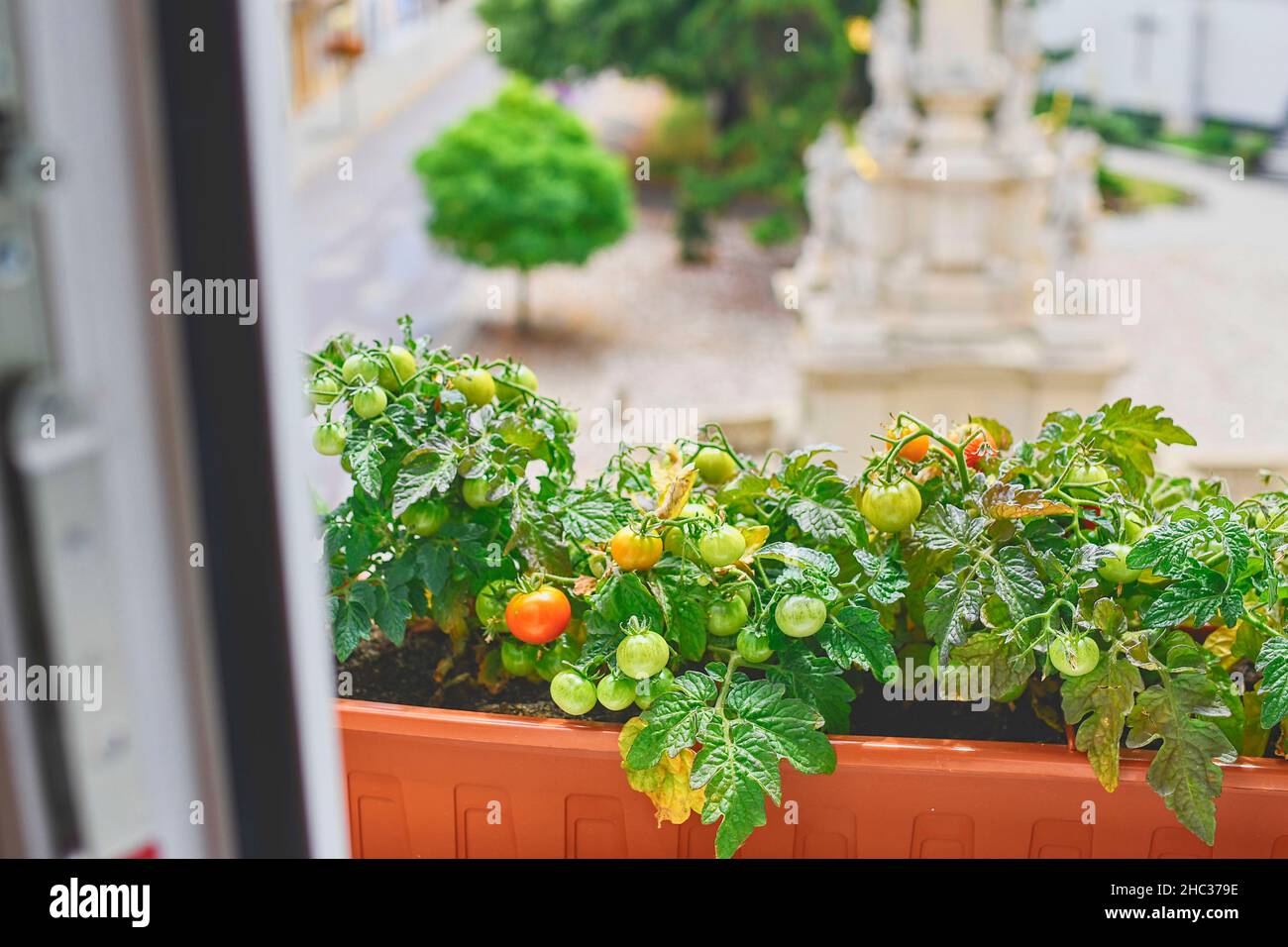 Vue sur les tomates naines sur le rebord de la fenêtre.Gros plan.Concept urbain de jardinage Banque D'Images