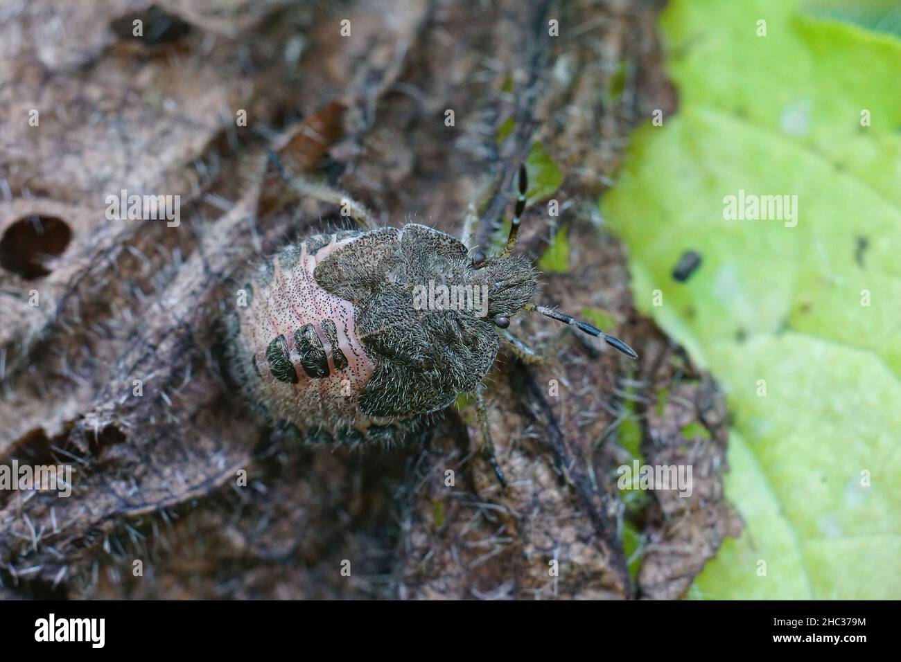 Gros plan sur un stade de nymphe poilu de la bouée, Dolycoris baccarum, se cachant dans une feuille d'ortie brune séchée dans le jardin Banque D'Images