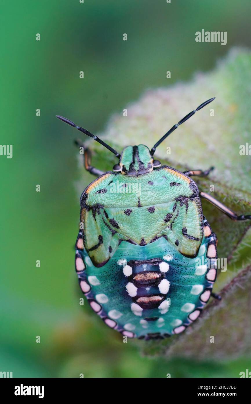Gros plan vertical sur la phase colorée de nymphe vert de l'insecte vert du Sud, Nezara virudula assis sur une feuille dans le jardin Banque D'Images