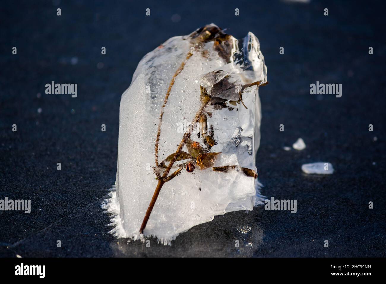Un morceau de glace claire avec une branche gelée Banque D'Images