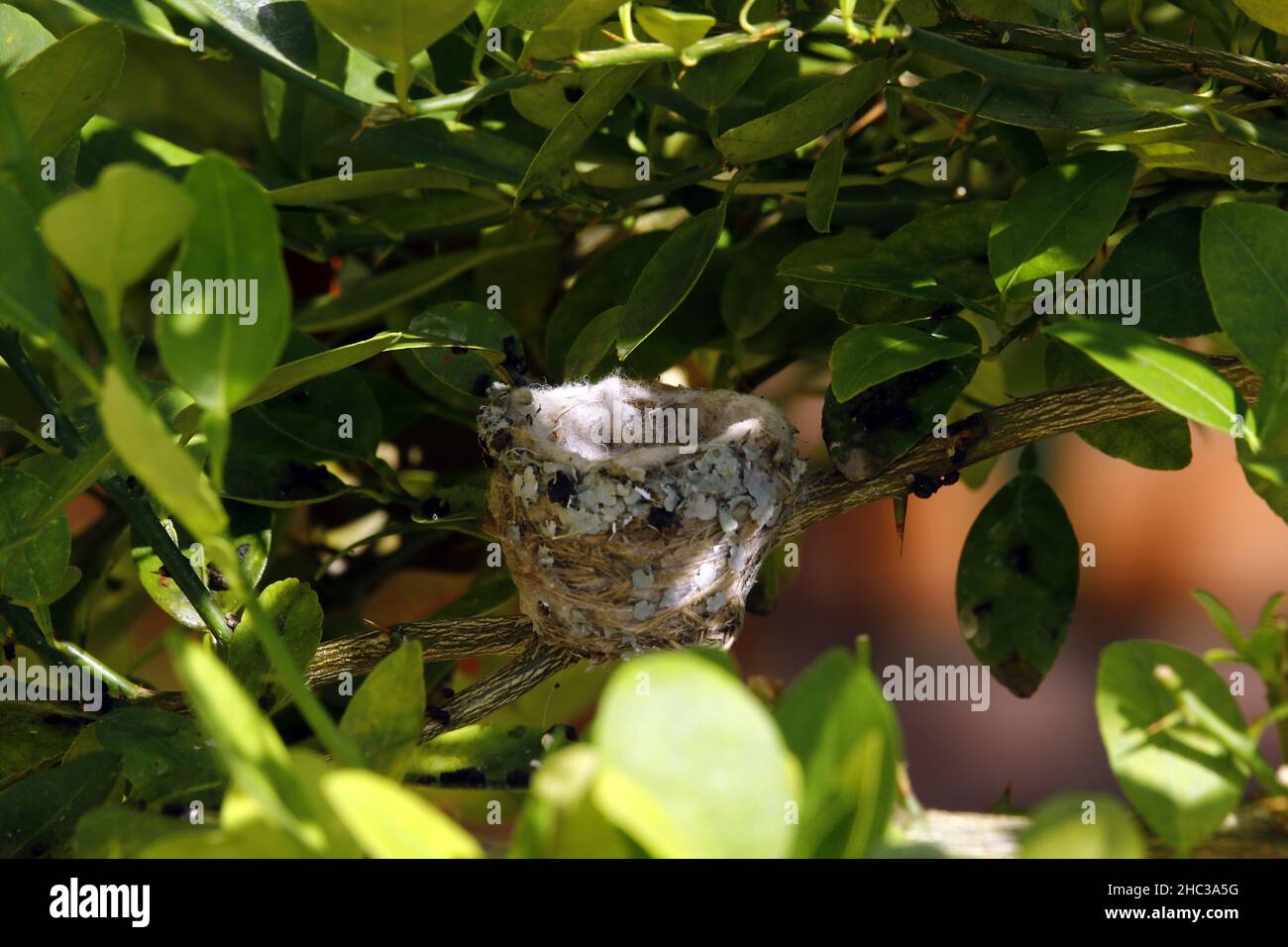 Valence, Carabobo, Venezuela.23rd décembre 2021.23 décembre 2021.Le nid d'colibris était vide, laissé seul une fois que les poussins l'ont abandonné et intégré dans la nature.Photo: Juan Carlos Hernandez (Credit image: © Juan Carlos Hernandez/ZUMA Press Wire) Banque D'Images