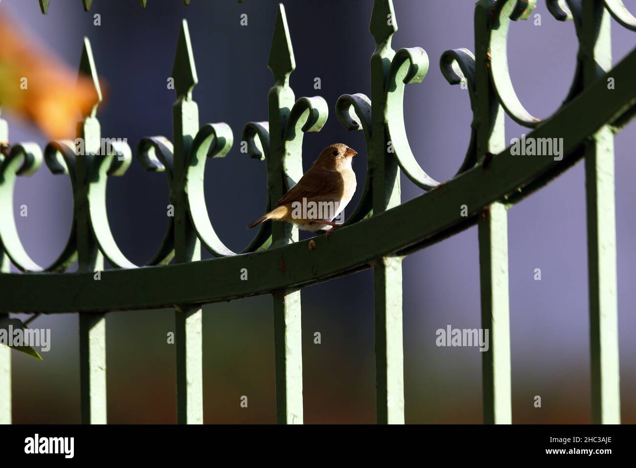 23 décembre 2021 : 23 décembre 2021.L'oiseau tropical GorriÃ³n comÃºn (Passer domesticus).Photo: Juan Carlos Hernandez.(Credit image: © Juan Carlos Hernandez/ZUMA Press Wire) Banque D'Images