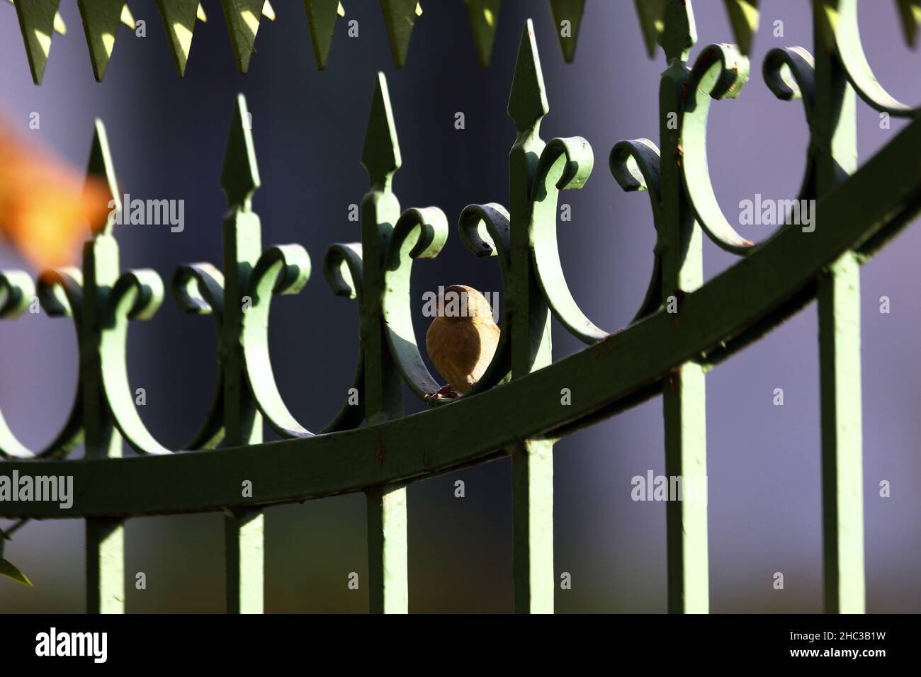 23 décembre 2021 : 23 décembre 2021.L'oiseau tropical GorriÃ³n comÃºn (Passer domesticus).Photo: Juan Carlos Hernandez.(Credit image: © Juan Carlos Hernandez/ZUMA Press Wire) Banque D'Images