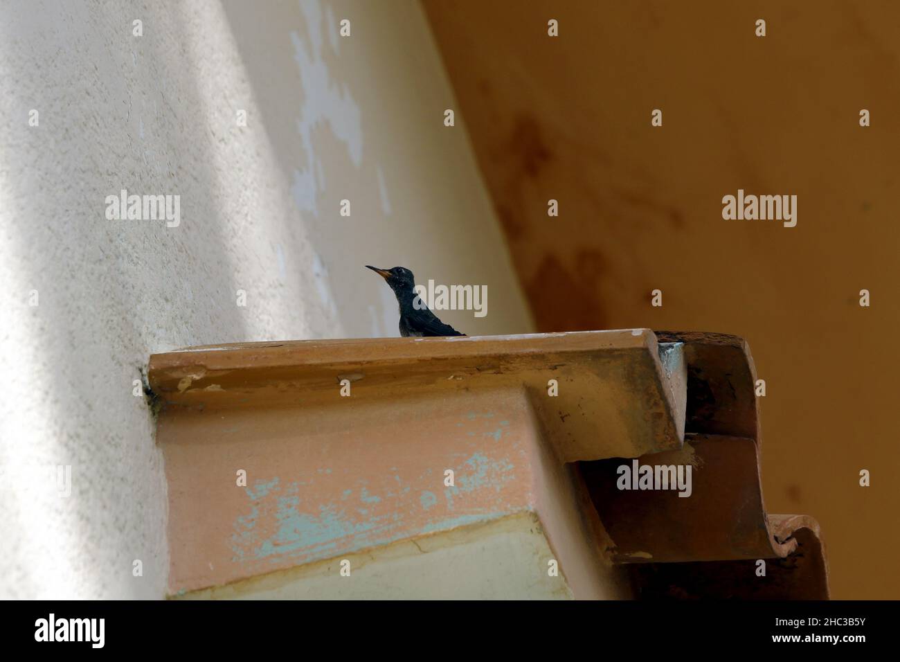 Valence, Carabobo, Venezuela.23rd décembre 2021.23 décembre 2021.Un pigeon de Colibri nouveau-né laisse le nid sur un toit voisin et est intégré dans la nature.Photo: Juan Carlos Hernandez (image de crédit: © Juan Carlos Hernandez/ZUMA Press Wire) crédit: ZUMA Press, Inc./Alamy Live News Banque D'Images