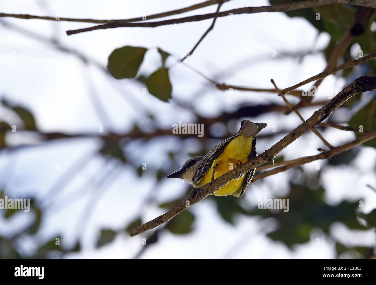 Valence, Carabobo, Venezuela.23rd décembre 2021.23 décembre 2021.A Todistrum cinereum - Titirijà- , oiseaux tropicaux dans un arbre.Photo: Juan Carlos HernÃndez (Credit image: © Juan Carlos Hernandez/ZUMA Press Wire) Banque D'Images