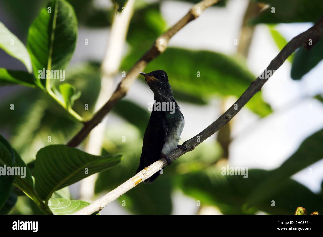 Valence, Carabobo, Venezuela.23rd décembre 2021.23 décembre 2021.Un pigeon de Colibri nouveau-né quitte le nid et est intégré dans la nature.Photo: Juan Carlos Hernandez (image de crédit: © Juan Carlos Hernandez/ZUMA Press Wire) crédit: ZUMA Press, Inc./Alamy Live News Banque D'Images