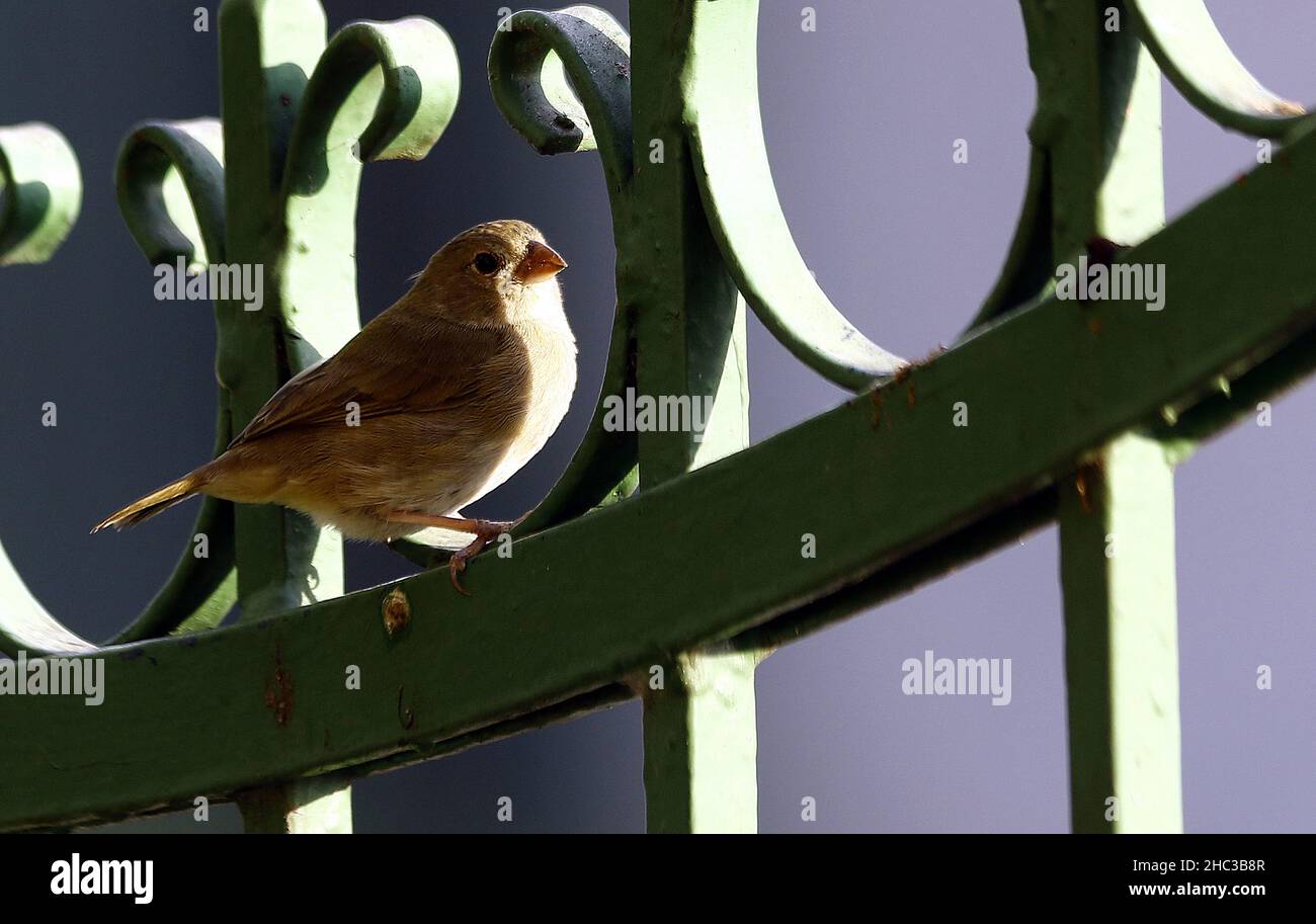 23 décembre 2021 : 23 décembre 2021.L'oiseau tropical GorriÃ³n comÃºn (Passer domesticus).Photo: Juan Carlos Hernandez.(Credit image: © Juan Carlos Hernandez/ZUMA Press Wire) Banque D'Images