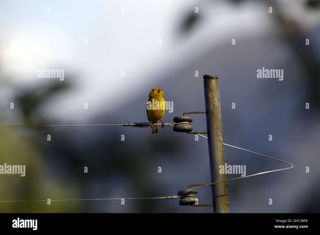 Valence, Carabobo, Venezuela.23rd décembre 2021.23 décembre 2021.Un sicalis flaverola.Oiseaux tropicaux dans une plante de goyave .Photo: Juan Carlos HernÃndez (Credit image: © Juan Carlos Hernandez/ZUMA Press Wire) Banque D'Images