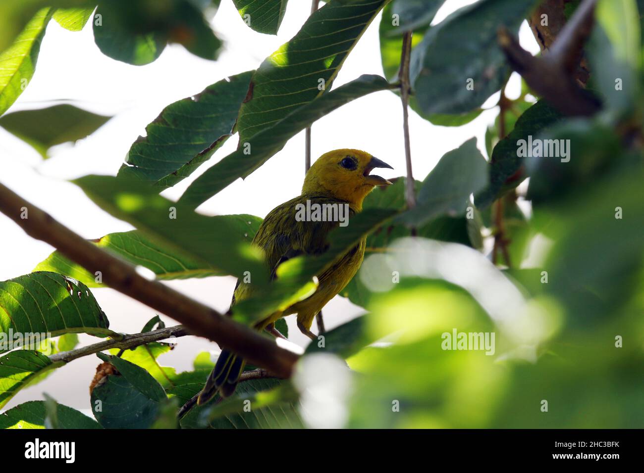 Valence, Carabobo, Venezuela.23rd décembre 2021.23 décembre 2021.Un sicalis flaverola.Oiseaux tropicaux dans une plante de goyave .Photo: Juan Carlos HernÃndez (Credit image: © Juan Carlos Hernandez/ZUMA Press Wire) Banque D'Images
