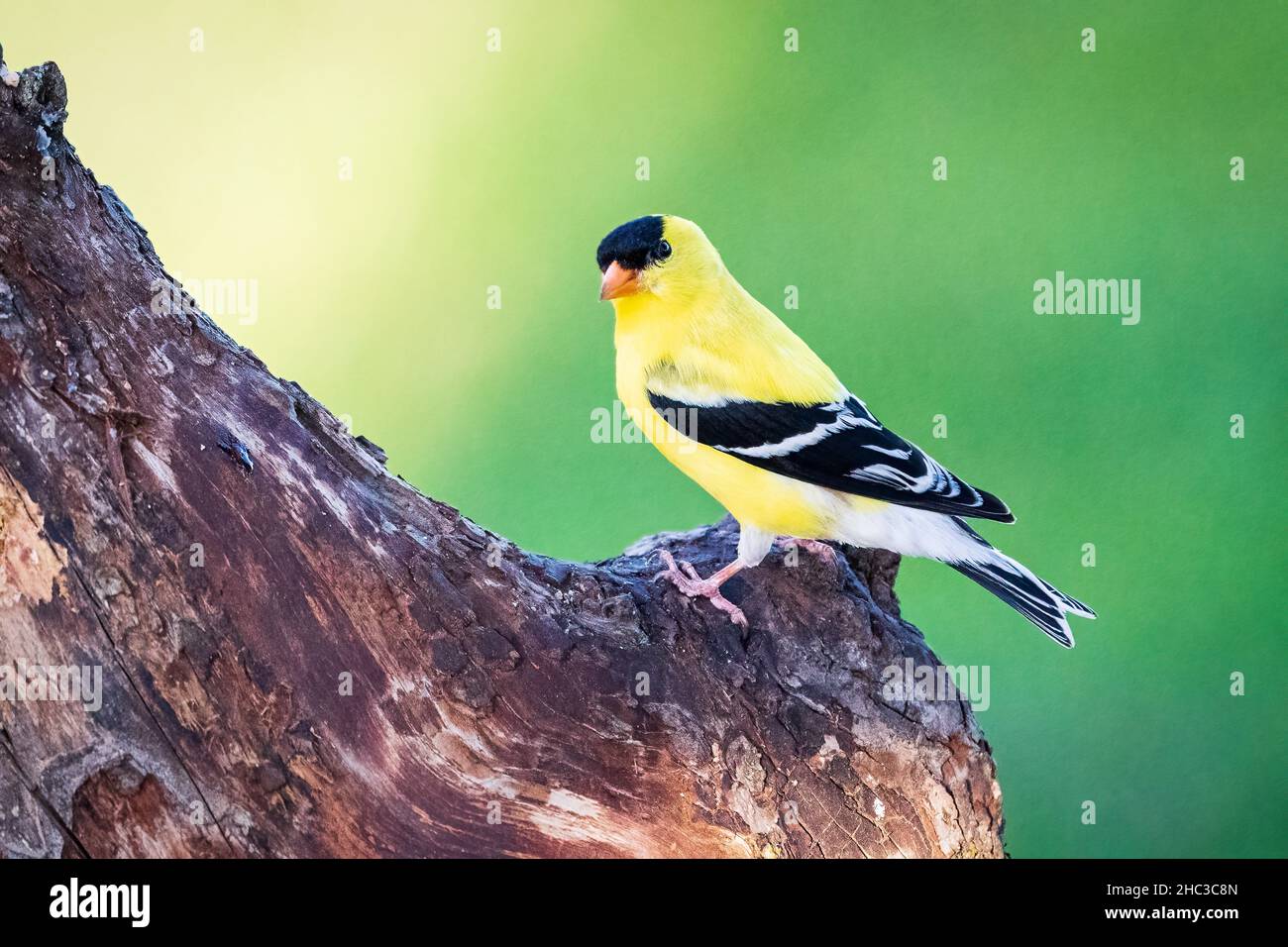 Un finch jaune photographié à mes nourrisseurs d'arrière-cour sur ma propriété dans le comté rural de Door, Wisconsin. Banque D'Images