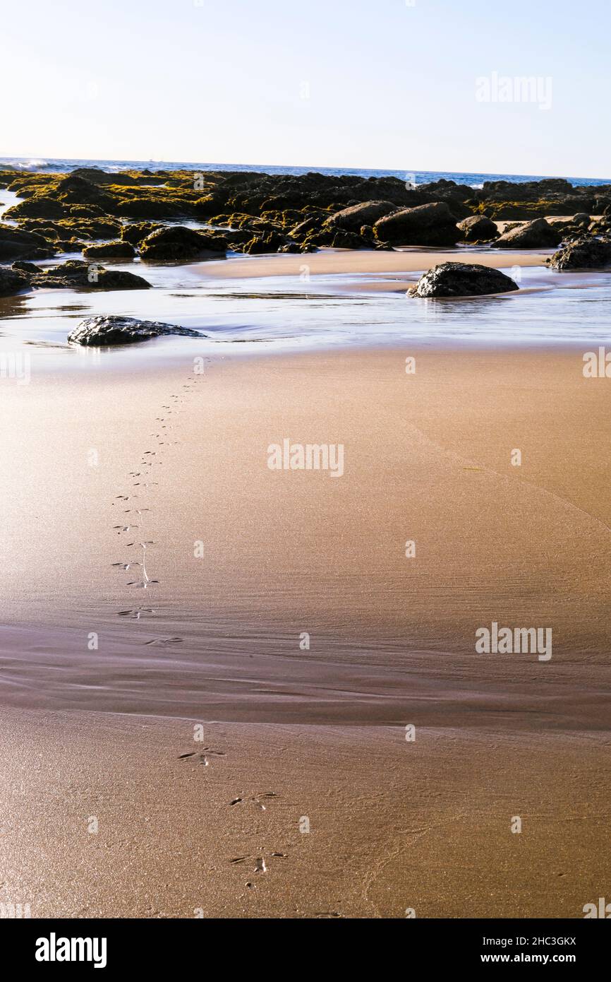 Empreintes d'oiseaux sur la plage de Sand Banque D'Images