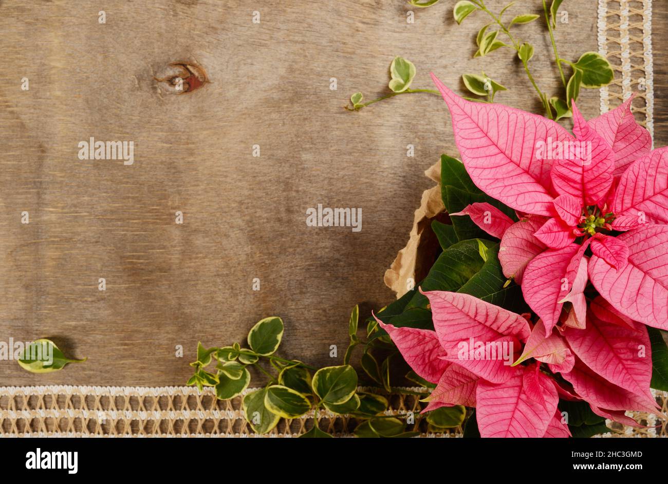 Fleur de Noël rose poinsettia avec des feuilles vertes, sur fond de bois brun, plat avec espace de copie. Banque D'Images