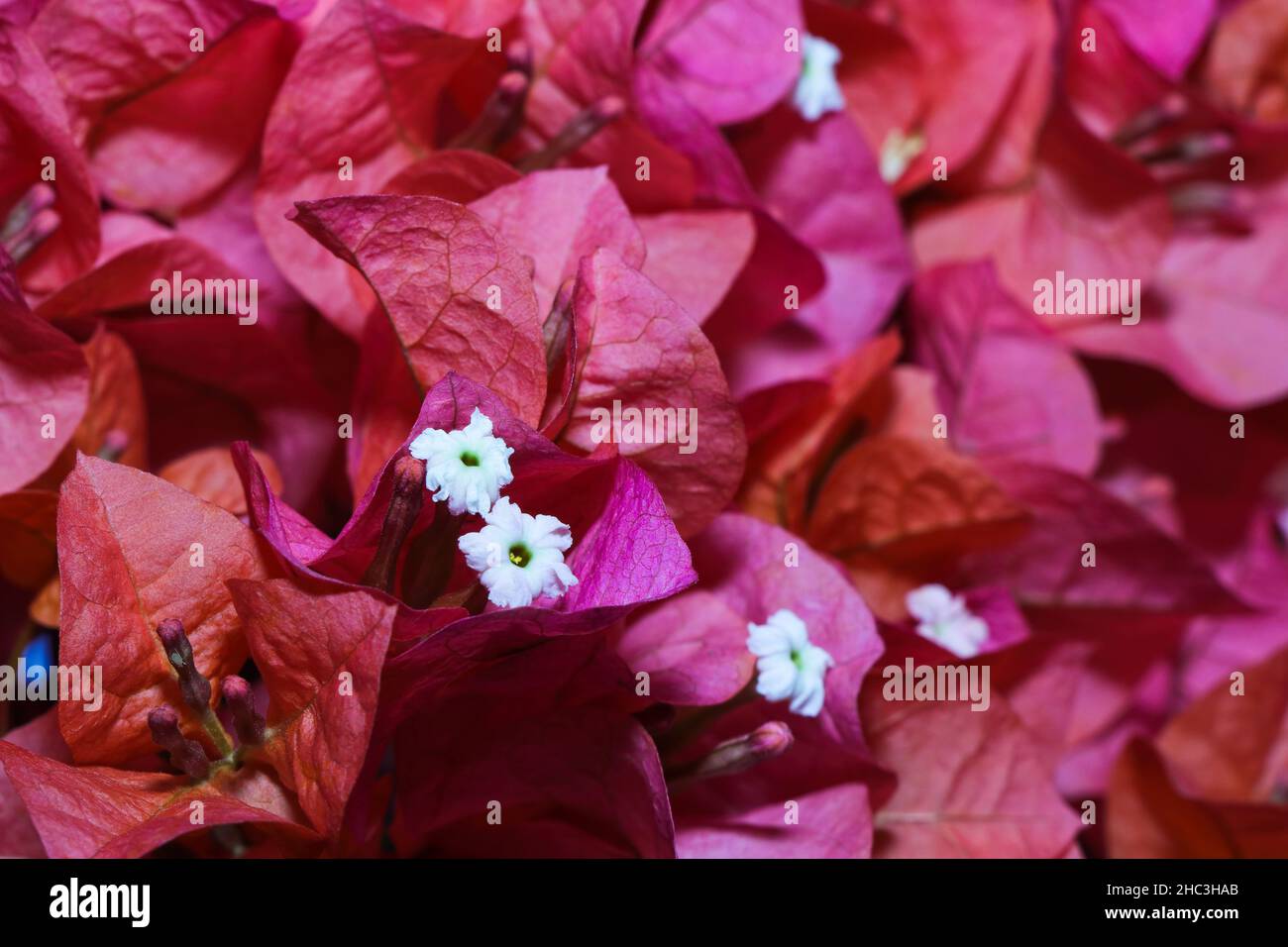 Fleurs Primavera avec feuilles de bractées roses vibrantes (Bougainvillea) Banque D'Images