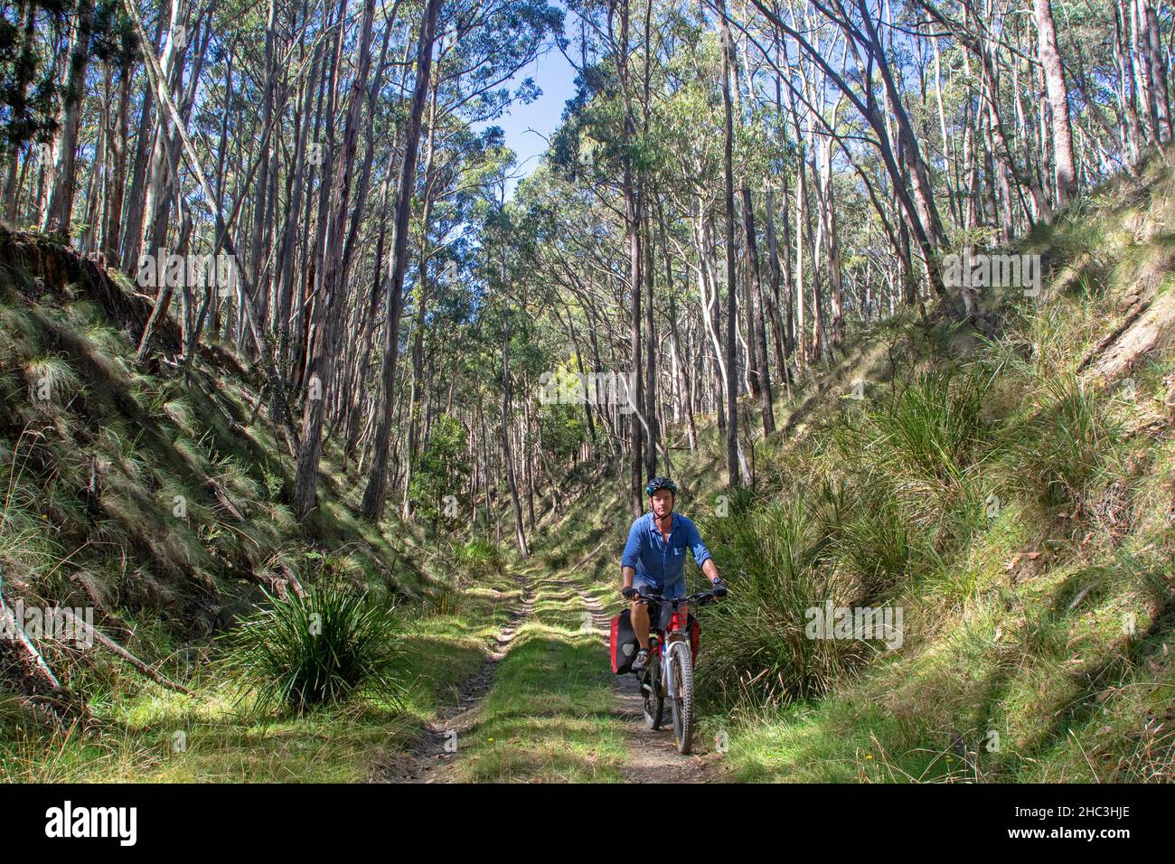 Faire du vélo dans un tramway en coupant à Wombat le long de la piste Goldfields Banque D'Images