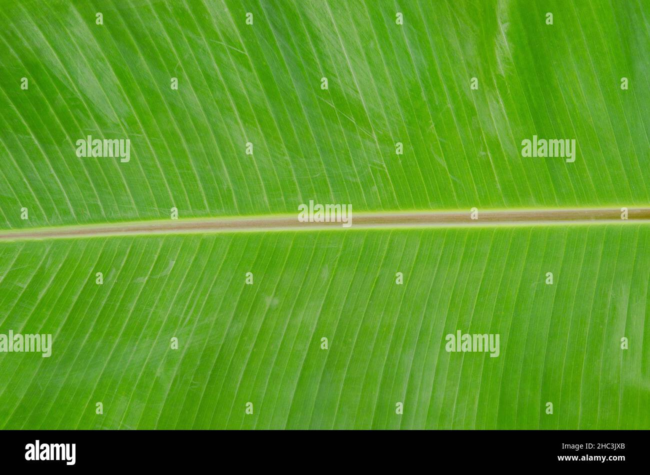 Vert feuille de banane libre utilisation d'arrière-plan de l'espace pour nous texte ou l'image de fond. Banque D'Images