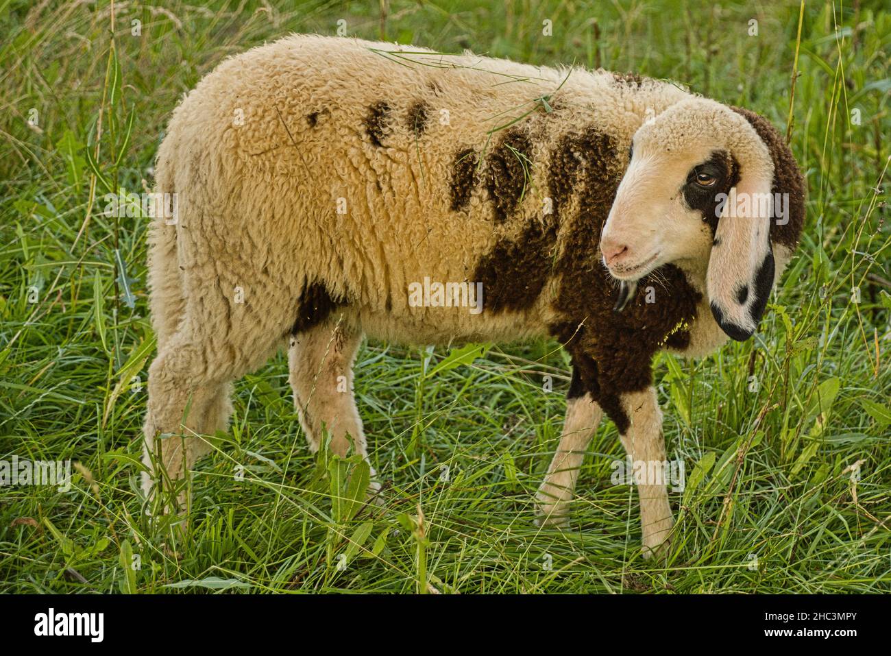 Geflecktes Allgäuer Bergschaft Banque D'Images