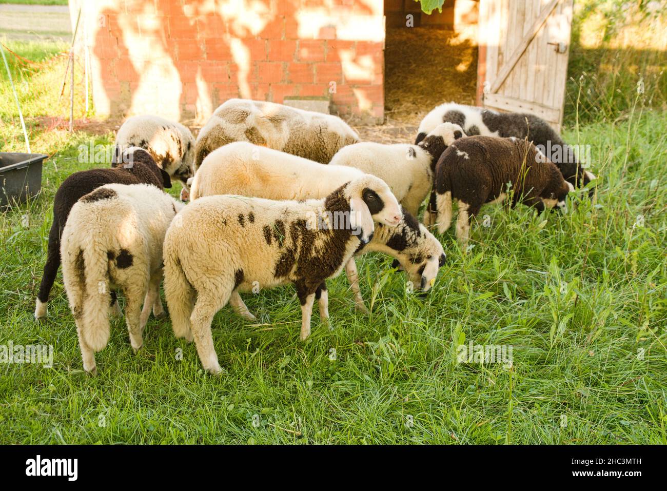Schafsherde auf der Weide neben dem Stall Banque D'Images