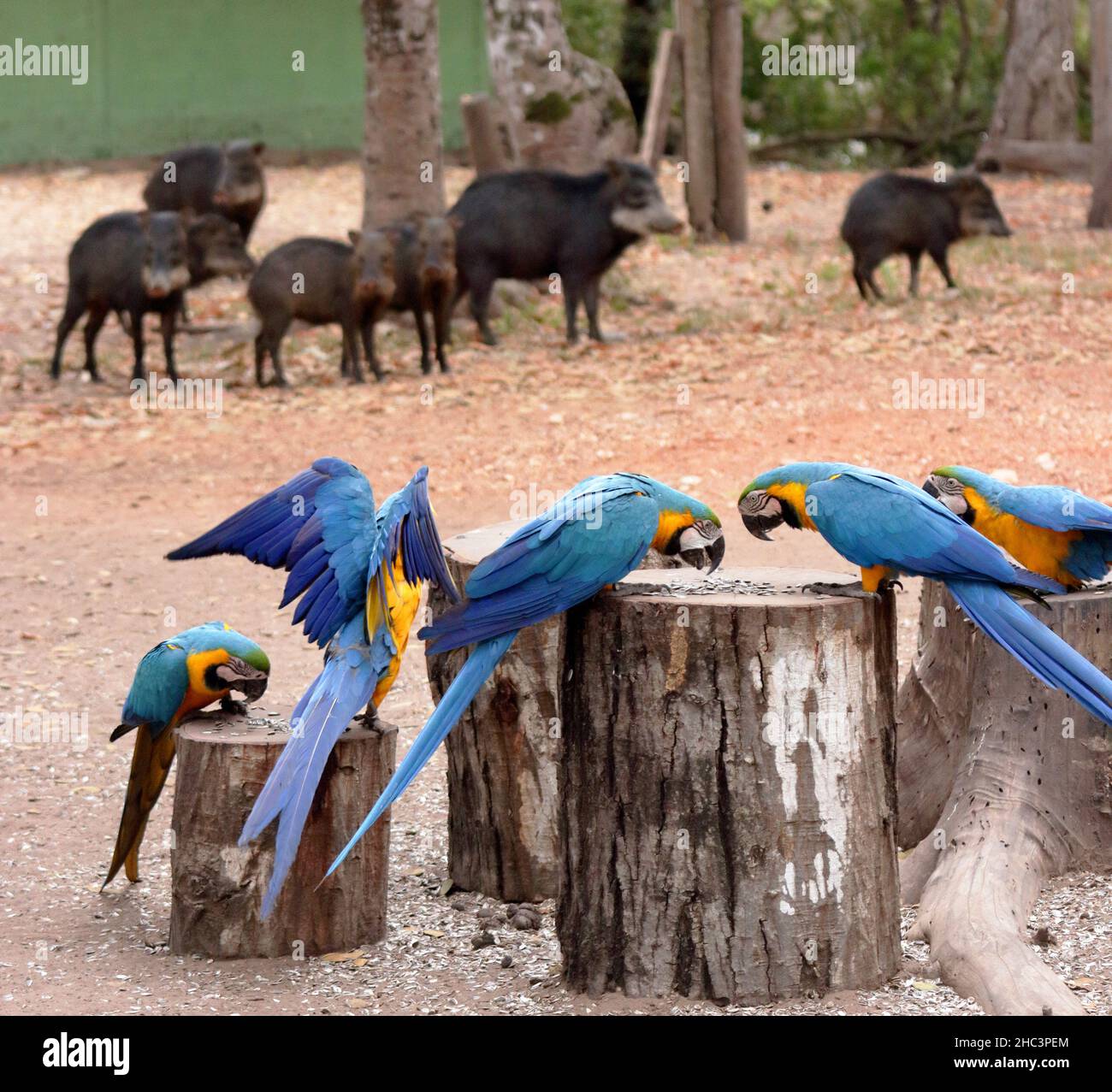 Groupe de manger des aras bleus et jaunes, Ara ararauna. En arrière-plan plusieurs peccary à lèvres blanches, Tayassu pecari Banque D'Images