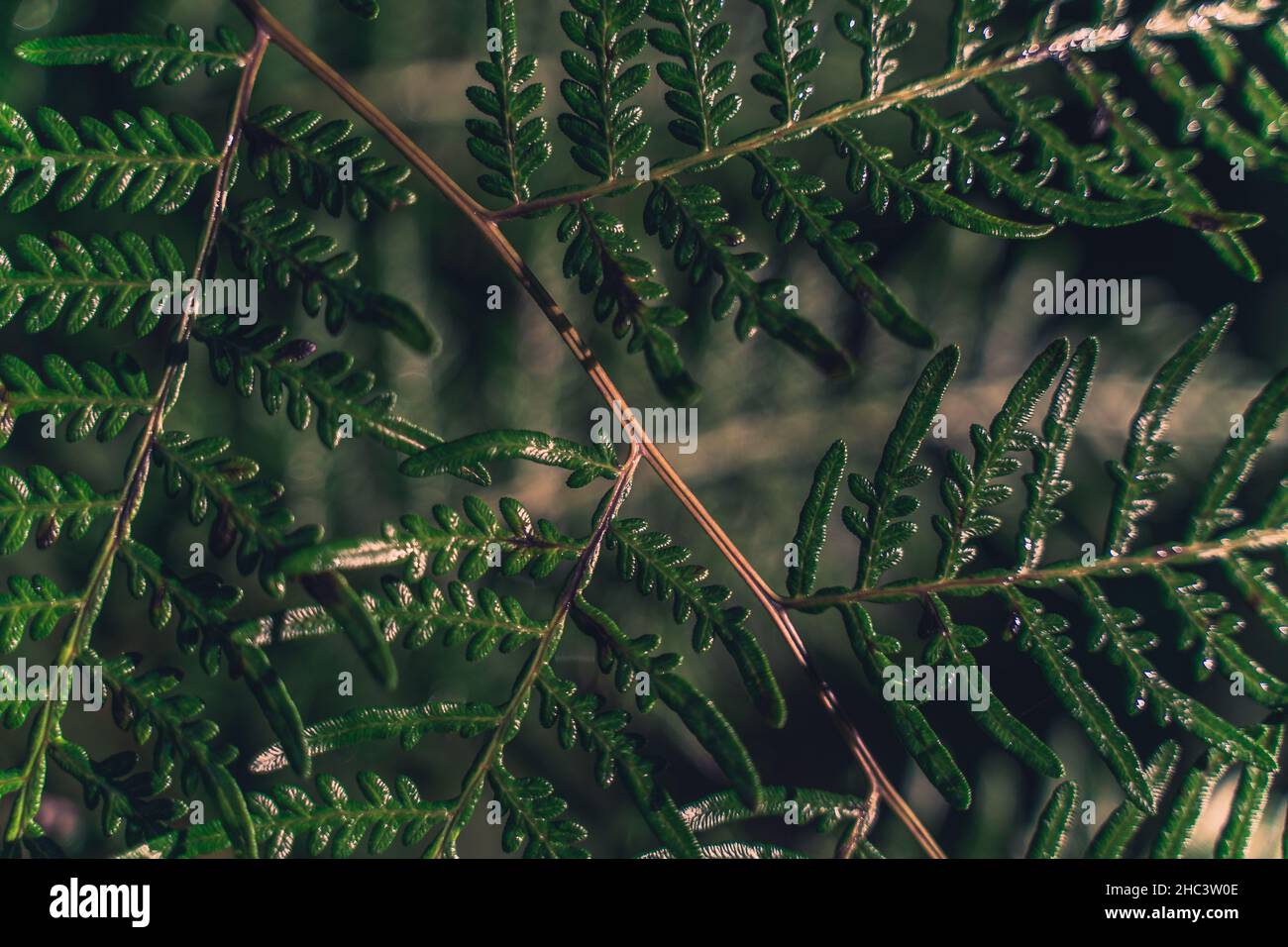 Gros plan de branches de fougères vert foncé Banque D'Images