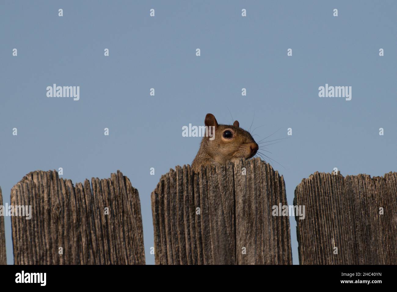 Gros plan d'un joli petit Chipmunks regardant derrière la clôture en bois sur un fond bleu ciel Banque D'Images