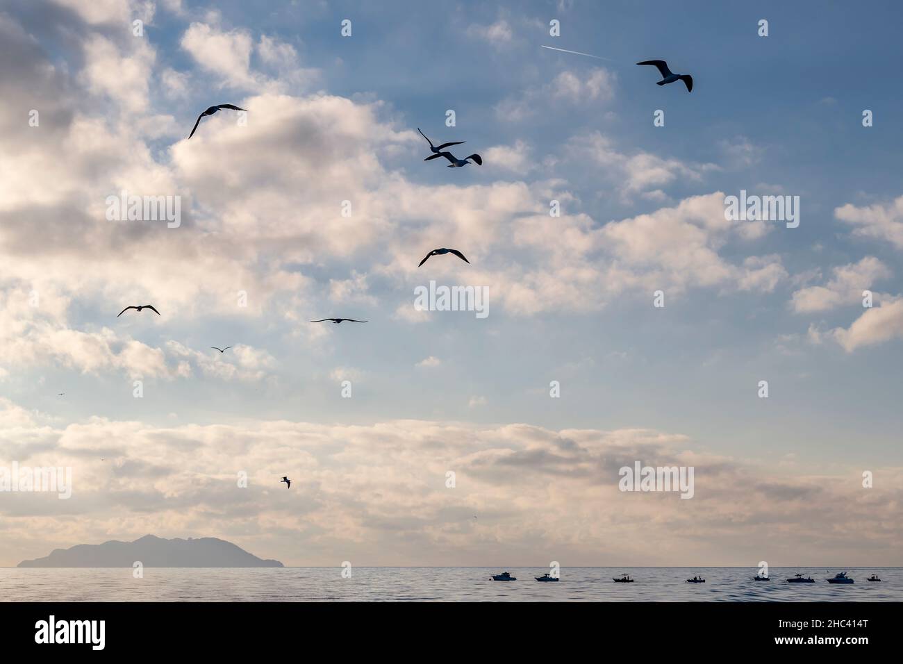 Mouettes en silhouette survolant la mer avec l'île de Gorgona en arrière-plan, Italie Banque D'Images
