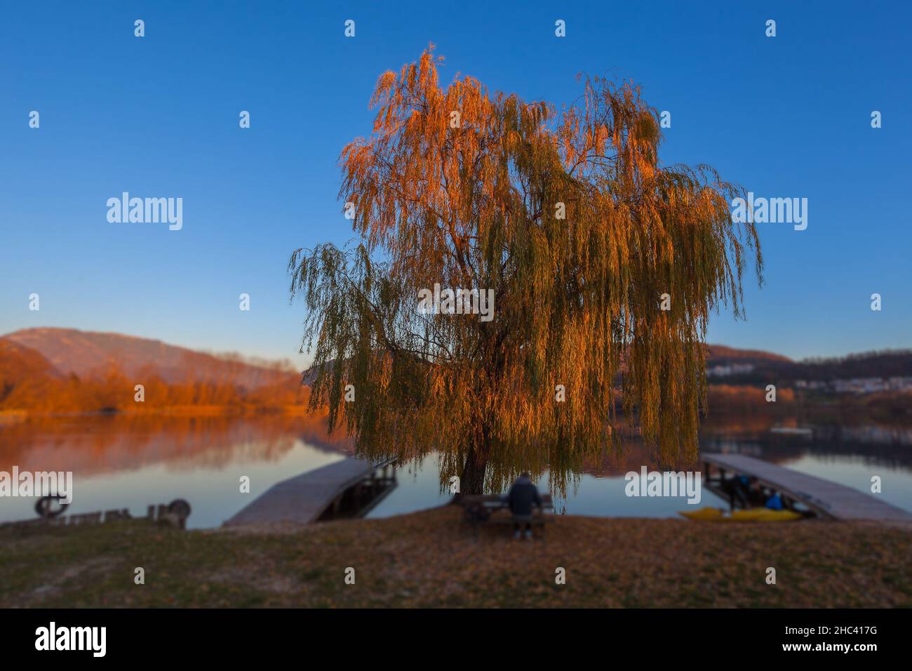 Saule aux couleurs impressionnantes sur la rive d'un lac pendant un coucher de soleil d'automne Banque D'Images