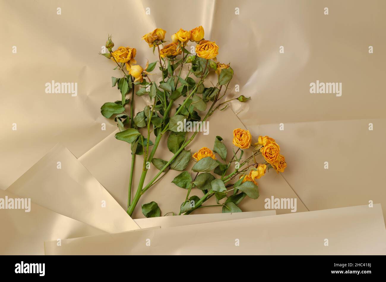 Fleurs flétries sur une surface crémeuse.Roses jaunes.Papier d'emballage brillant froissé.Vue de dessus.Mise au point sélective. Banque D'Images